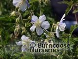 GERANIUM pratense 'Striatum' 'Splish Splash'