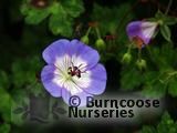 GERANIUM 'Rozanne' GERANIUM 'Rozanne'