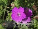 GERANIUM   