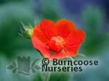 GEUM 'Borisii' GEUM 'Borisii'