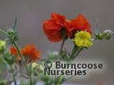 GEUM GEUM