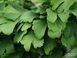 GINKGO biloba 'Autumn Gold' GINKGO biloba 'Autumn Gold'