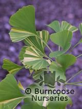 GINKGO biloba 'Variegata' 