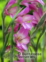 GLADIOLUS communis subsp. Byzantinus  