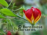 GLORIOSA superba 'Rothschildiana' GLORIOSA superba 'Rothschildiana'