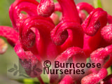 GREVILLEA 'Canberra Gem' GREVILLEA 'Canberra Gem'