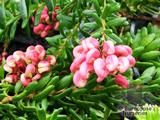 GREVILLEA lanigera 'Mount Tamboritha'  