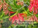GREVILLEA rosmarinifolia  
