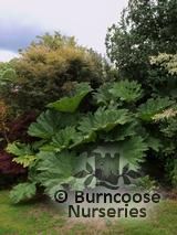 GUNNERA manicata GUNNERA manicata