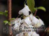 HALESIA monticola  