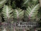 HARDY FERNS Athyrium niponicum 'Metallicum' HARDY FERNS Athyrium niponicum 'Metallicum'