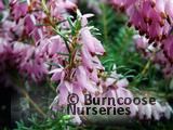 HEATHERS Erica carnea 'Pink Spangles' HEATHERS Erica carnea 'Pink Spangles'