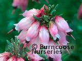 HEATHERS Erica erigena 'Irish Dusk' 