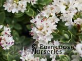 HEBE pinguifolia 'Sutherlandii' HEBE pinguifolia 'Sutherlandii'