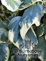 HEDERA colchica 'Dentata Variegata' HEDERA colchica 'Dentata Variegata'