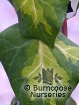 HEDERA colchica 'Sulphur Heart' HEDERA colchica 'Sulphur Heart'