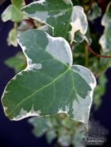 HEDERA helix 'Glacier' 