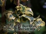 HEDERA helix 'Goldchild' 