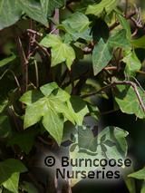 HEDERA helix 'Green Ripple' HEDERA helix 'Green Ripple'