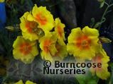 HELIANTHEMUM 'Ben Fhada'  