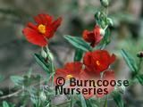 HELIANTHEMUM 'Ben Mohr'  