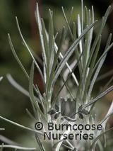 HELICHRYSUM italicum subsp. serotinum HELICHRYSUM italicum subsp. serotinum