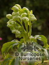 HELLEBORUS argutifolius  
