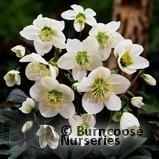 HELLEBORUS niger HELLEBORUS niger