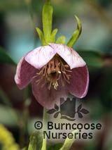 HELLEBORUS orientalis HELLEBORUS orientalis