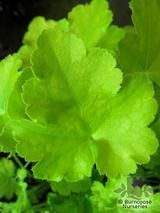 HEUCHERA 'Key Lime Pie'  
