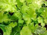 HEUCHERA 'Lime Rickey'  