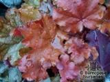 HEUCHERA 'Peach Flambe' HEUCHERA 'Peach Flambe'