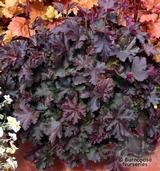 HEUCHERA 'Purple Petticoats' HEUCHERA 'Purple Petticoats'