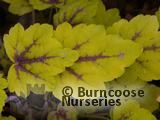 HEUCHERA 'Stoplight'  