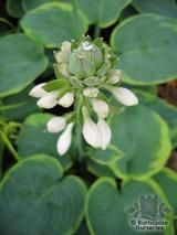 HOSTA sieboldiana 'Frances Williams' 