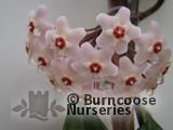 HOYA carnosa  