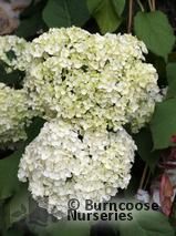 HYDRANGEA arborescens 'Annabelle' HYDRANGEA arborescens 'Annabelle'