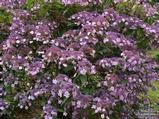 HYDRANGEA aspera Villosa group HYDRANGEA aspera Villosa group