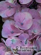 HYDRANGEA 'Hobella' HYDRANGEA 'Hobella'