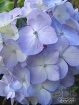 HYDRANGEA 'Joseph Banks' HYDRANGEA 'Joseph Banks'