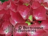 HYDRANGEA 'King George' HYDRANGEA 'King George'