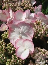 HYDRANGEA 'Love you Kiss'  