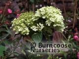 HYDRANGEA paniculata 'Limelight' 