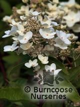 HYDRANGEA paniculata 'Phantom' 