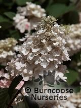 HYDRANGEA paniculata 'Vanille Fraise' HYDRANGEA paniculata 'Vanille Fraise'
