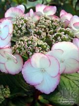 HYDRANGEA 'Sandra' HYDRANGEA 'Sandra'