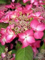 HYDRANGEA 'Selina'  