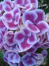 HYDRANGEA 'St Claire' HYDRANGEA 'St Claire'