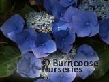 HYDRANGEA 'Taube' HYDRANGEA 'Taube'