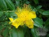 HYPERICUM calycinum  